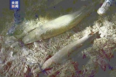 ​国内多地发现“怪鱼”鳄雀鳝，多分布在小区公园等地，曾有孩子被咬伤