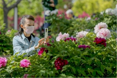 ​800余个牡丹品种惊艳北京城，看看谁是“牡丹之王”？