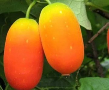 ​农村有一种珍稀的野瓜果，人们称之为“老鼠瓜”您认识吗