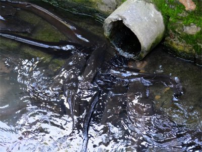 ​短短30年，埃及塘鲺从桌上美味佳肴，到臭名昭著经历了什么？