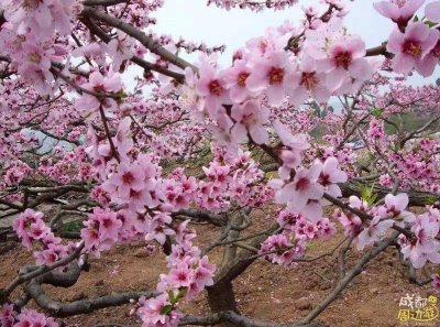 ​小诗一首《四季》