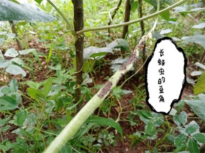 ​自制生物杀虫制剂防治蚜虫