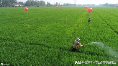 ​你对吡唑醚菌酯了解多少？杀菌剂中的扛把子，2分钟带你了解