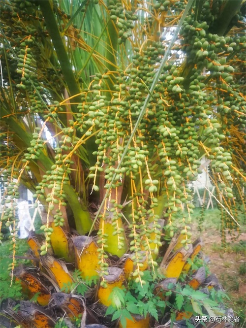 小小的象甲虫,毁了亭亭玉立的海藻树