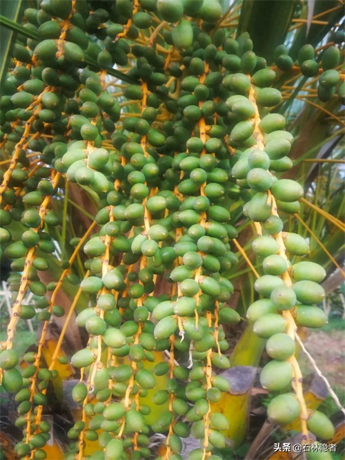 小小的象甲虫,毁了亭亭玉立的海藻树