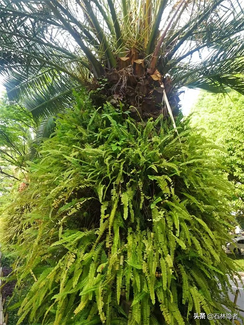 小小的象甲虫,毁了亭亭玉立的海藻树