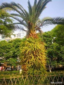 ​小小的象甲虫，毁了亭亭玉立的海藻树