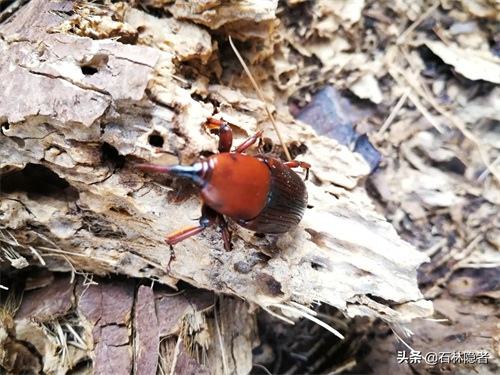 小小的象甲虫,毁了亭亭玉立的海藻树