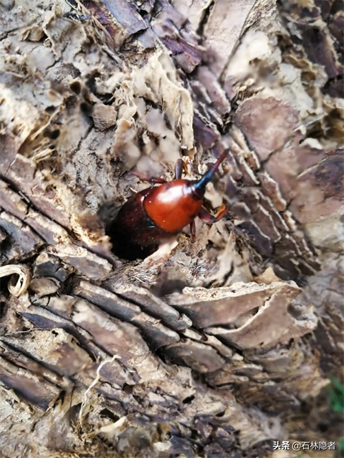 小小的象甲虫,毁了亭亭玉立的海藻树