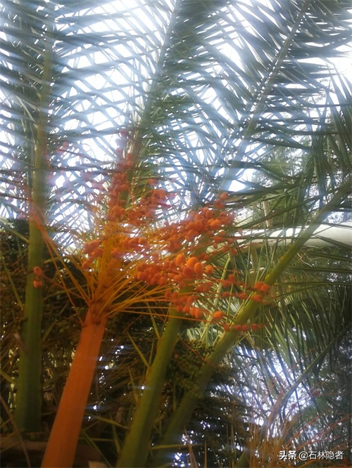 小小的象甲虫,毁了亭亭玉立的海藻树