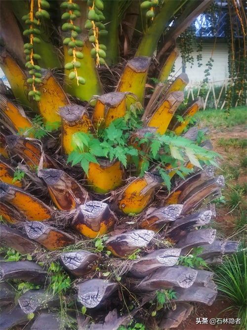 小小的象甲虫,毁了亭亭玉立的海藻树