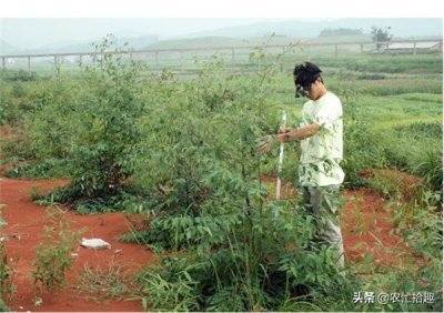 ​曾被称“抽水机”，遭农民嫌弃，如今价格猛涨，改叫“发财树”