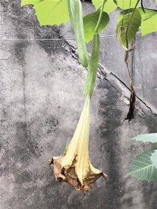 夫妻误食曼陀罗 真是很庆幸终经抢救抢回命