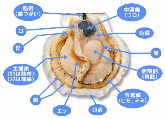 小小身躯的它,人称“海鲜极品”