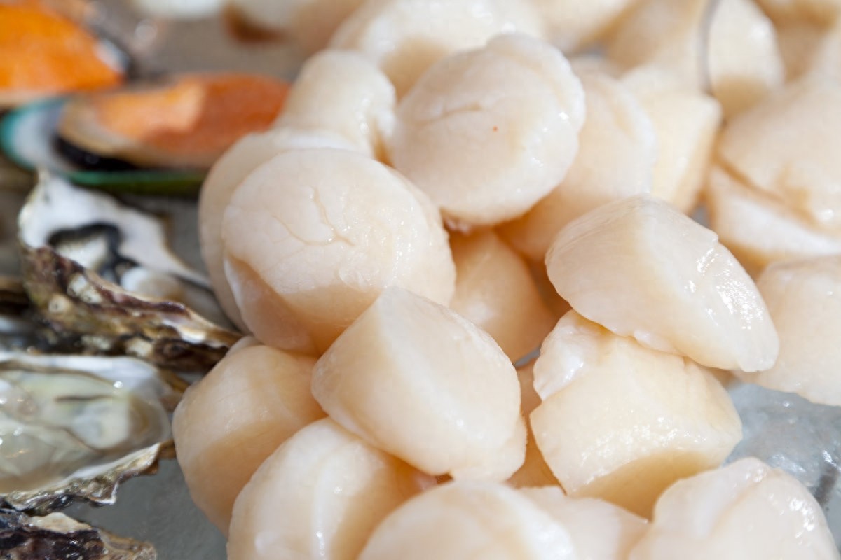 小小身躯的它,人称“海鲜极品”