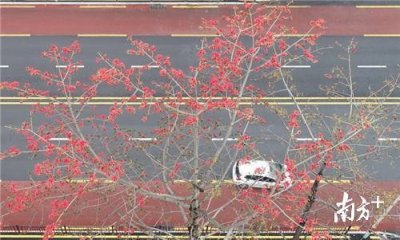 ​图集 | 航拍镜头下的木棉花，原来这么美！