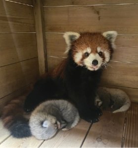 ​广州动物园明星小熊猫“晞晞”首次当妈，诞下一对龙凤胎即将满百天！