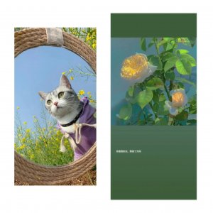 ​ins风绿色系壁纸 要想生活过的去，总要有点绿