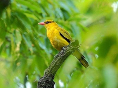 ​常听人说起意象，那么到底什么是意象？