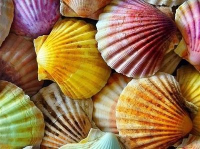 ​贝壳粉是家装“骗局”？还是真的热？