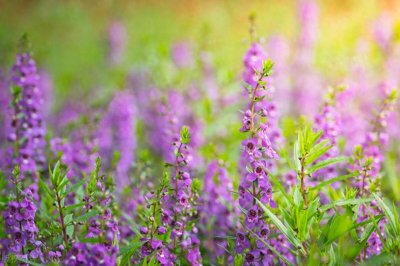 ​12句祝愿前程似锦的高级句子，愿你未来光辉灿烂