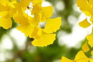 80句描写大自然的比喻句,鲜活别致,常读读,告别干巴巴的语言