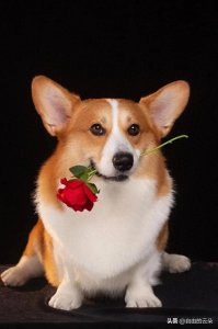 ​狗狗死后千万别乱碰，你知道为什么吗？