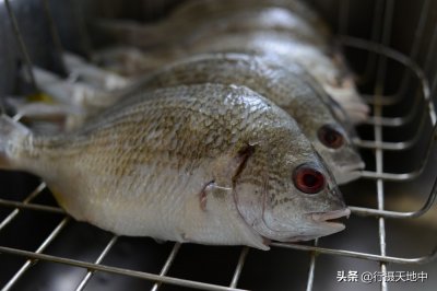 ​美味价廉的海鲫鱼