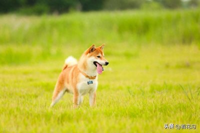 ​7.世界名犬介绍之秋田犬
