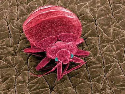 ​家里为什么突然有床虱（床虱怎么出现在家里的怎么消灭）