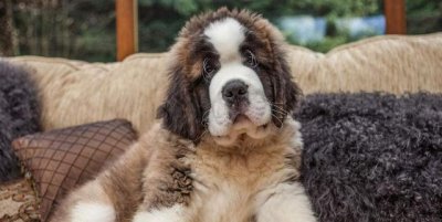 ​狗狗的训练技巧，教你如何正确地训练狗狗，一起来学习一下