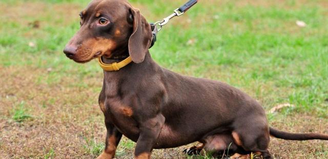 狗狗的训练技巧,教你如何正确地训练狗狗,一起来学习一下