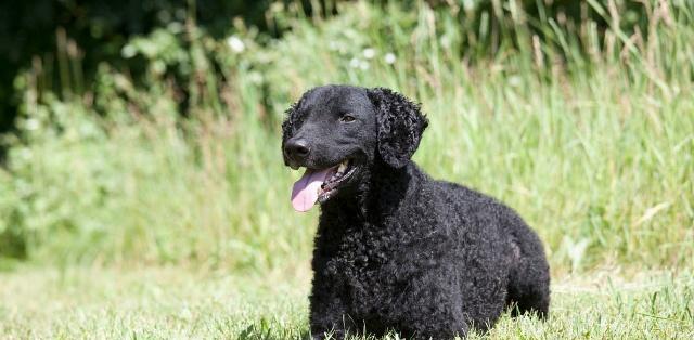 狗狗的训练技巧,教你如何正确地训练狗狗,一起来学习一下