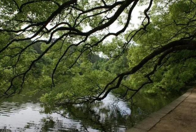 小池这首诗配一幅插图简单又好看(杨万里咏小池诗如画)(3)