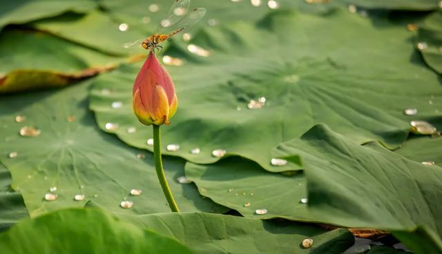 小池这首诗配一幅插图简单又好看(杨万里咏小池诗如画)(4)