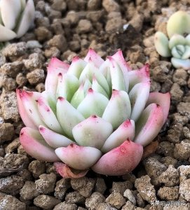 ​药锦多肉是什么意思（怎么判断多肉是不是药锦）