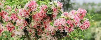 ​花叶蔓的养殖方法和注意事项