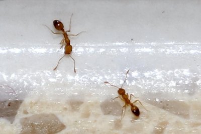 ​家里很多小黄蚂蚁是怎么回事？家里的小黄蚂蚁消灭办法！