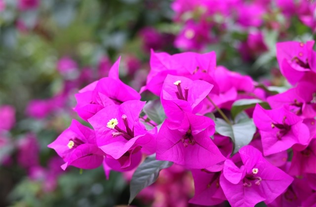 气质天花板的好听网名(163个) 气质天花板的好听网名(163个)