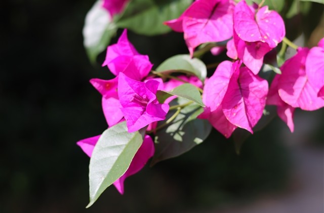 cf英文战队名字带翻译