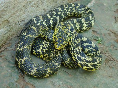 ​故事：智斗黑蛇王