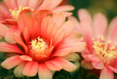 ​葬爱家族有哪些名字(优选79个)