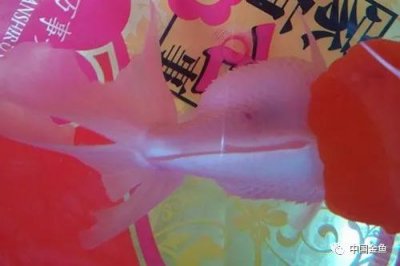 ​锦鲤鱼炸鳞最简单的解决办法（锦鲤炸鳞是用盐还是黄粉好）