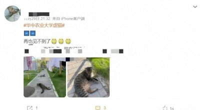 ​校园虐猫事件引发热议，大学生们的愤怒与呼声