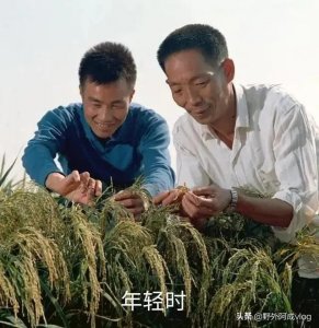 ​一代伟人“杂交水稻之父”袁爷爷的一生