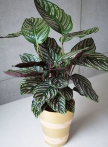 ​双线竹芋养护方法