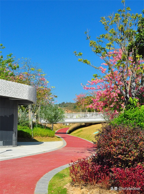 冬日的惠州大亚湾黄金海岸 -- 蓝天白云，海天一色