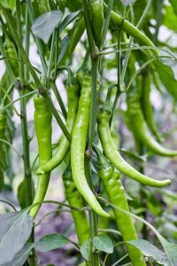 ​绝了！辣椒这么种，轻松收获满满一箩筐！啥时候种也告诉你！