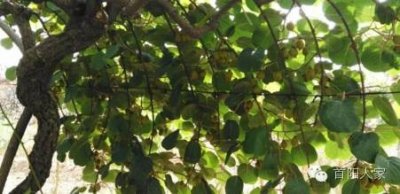 ​你想要的陕西猕猴桃品种大全在这里