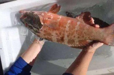 ​日本福岛核泄漏有多可怕？看这些变异的生物就懂了，千奇百怪